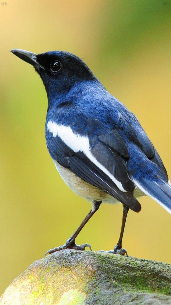 bird