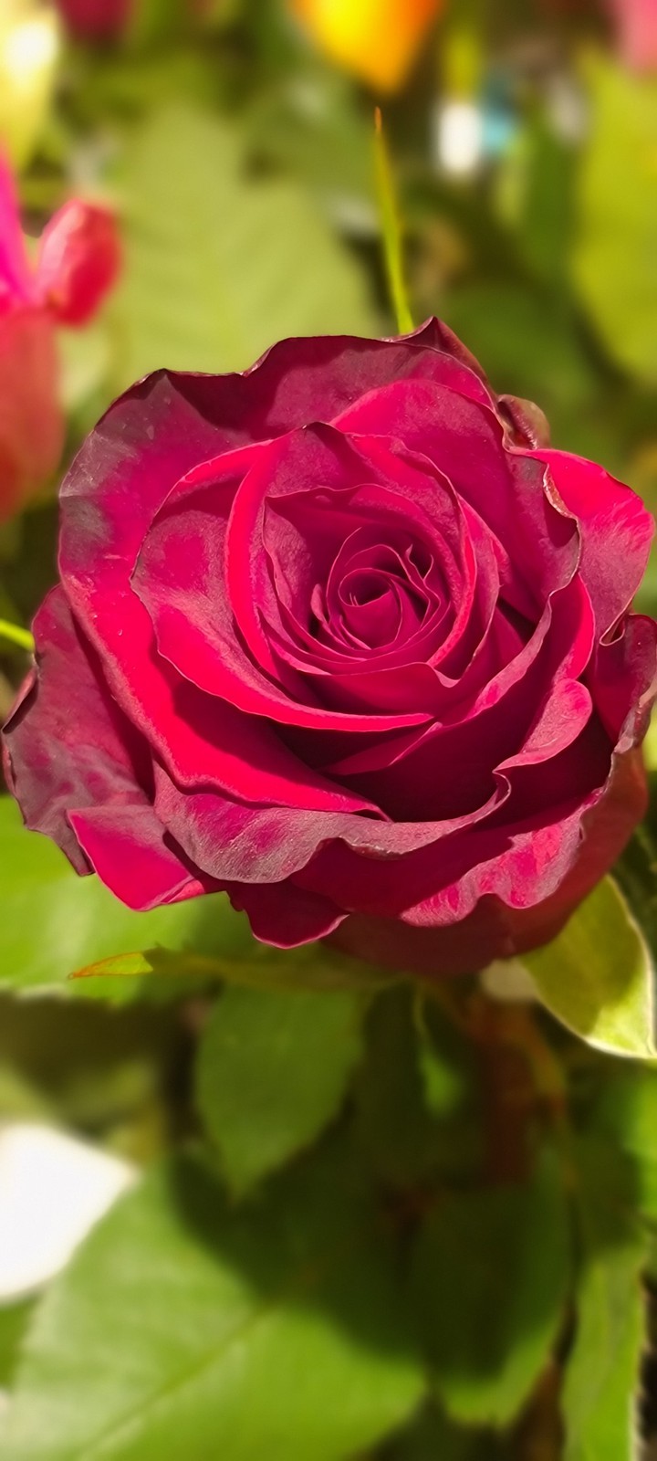 Blumen