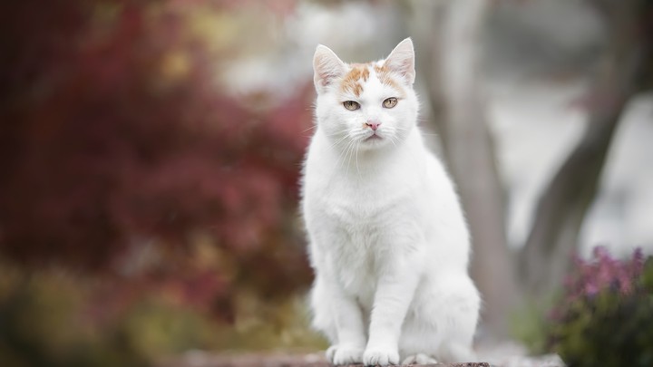 cat