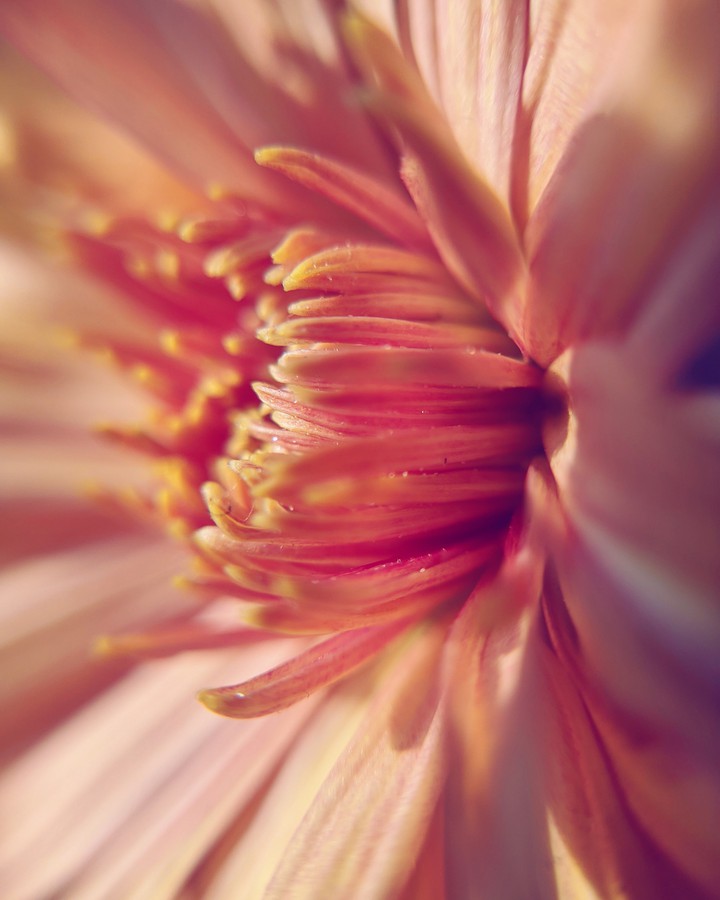 Chrysanthemum flower