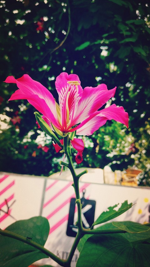 Flower