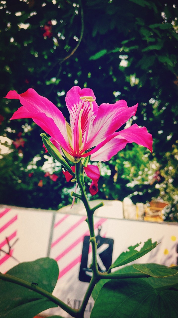 Flower