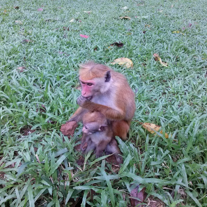monkeys