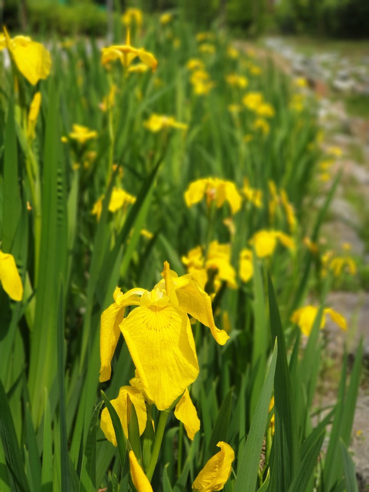 flower in spring