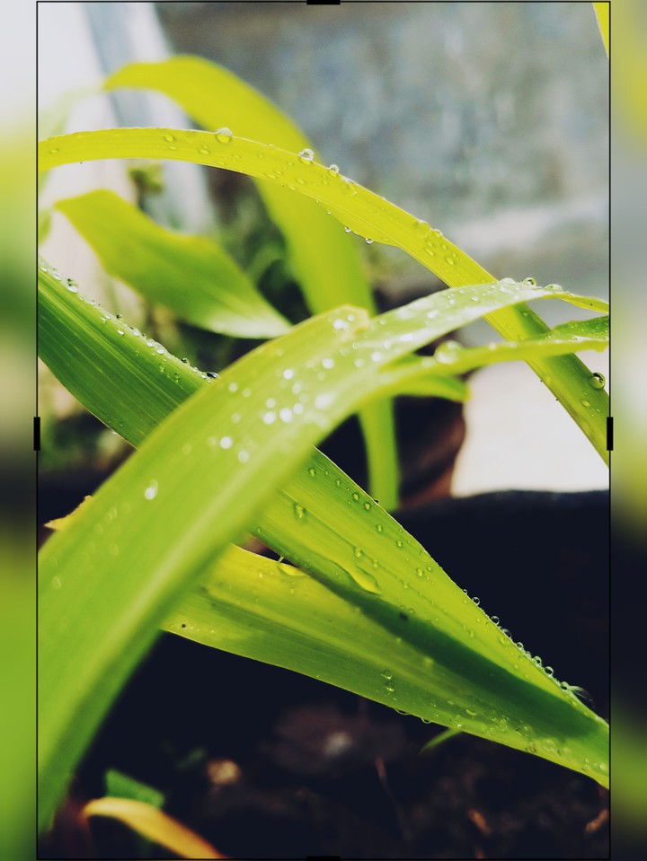 plant