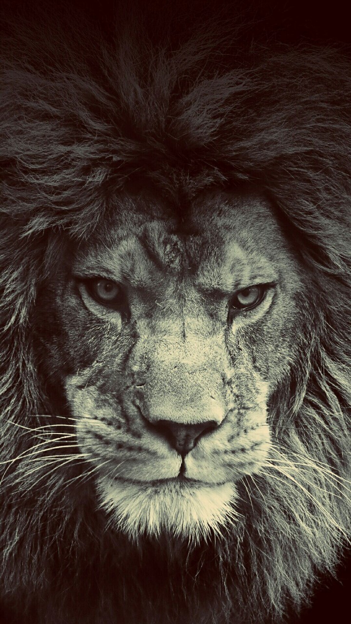 lion