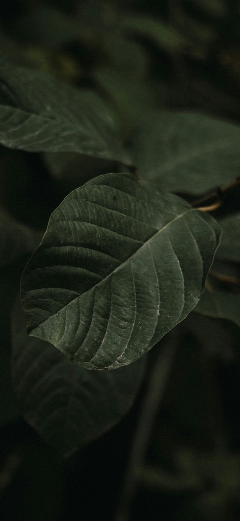 nature, darkness wallpapers