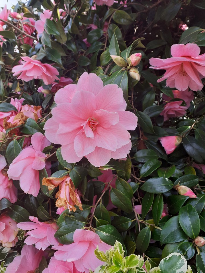 Camellia