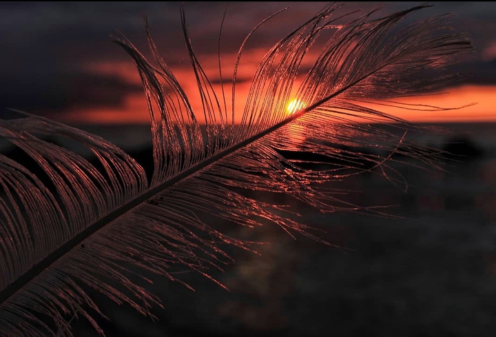 Feather