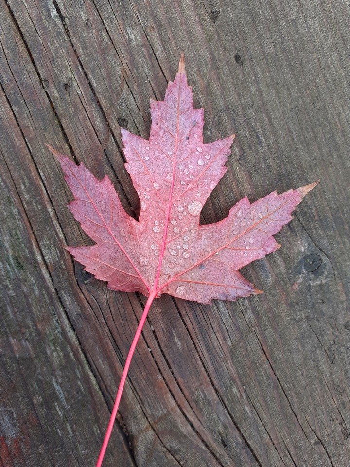 Autumn
