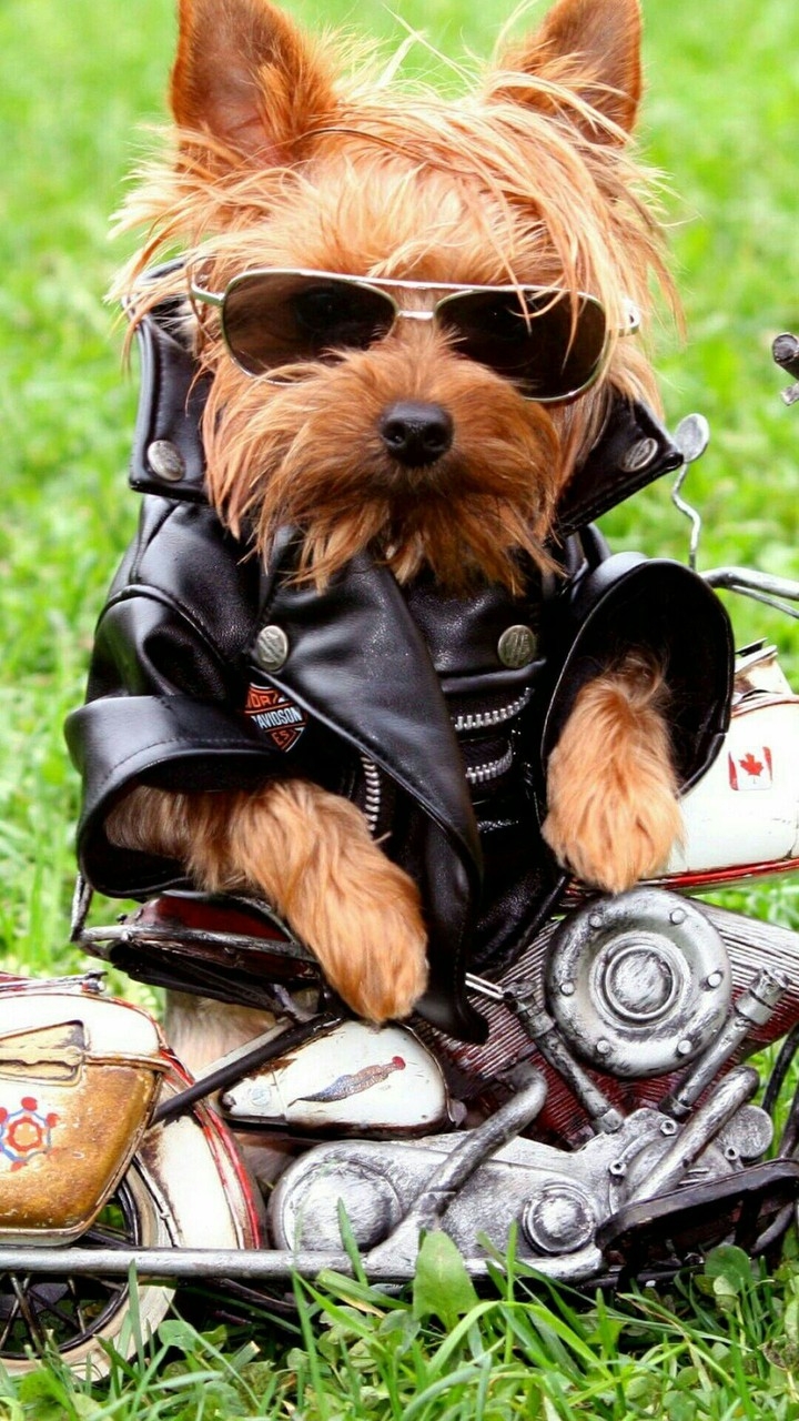 biker pippy