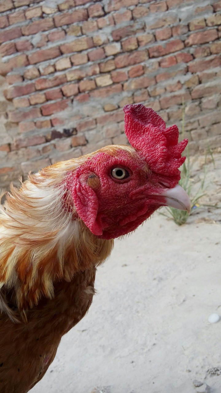 beak