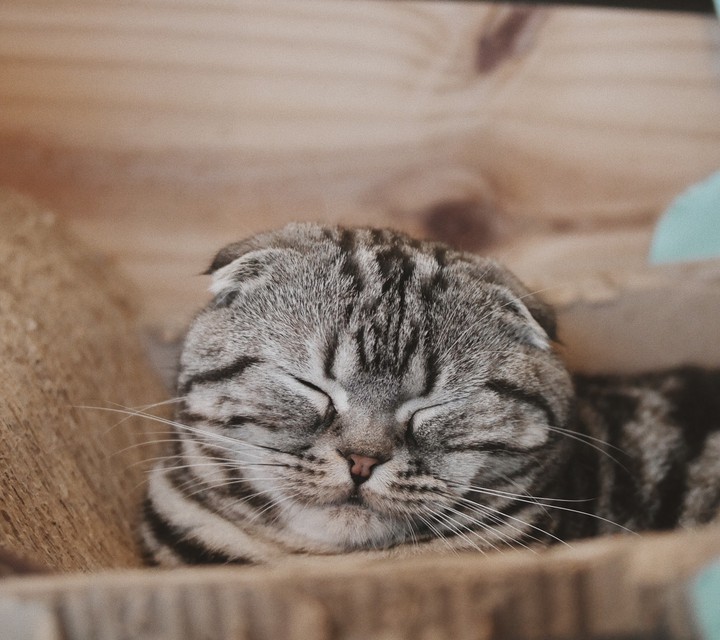 ねこ
