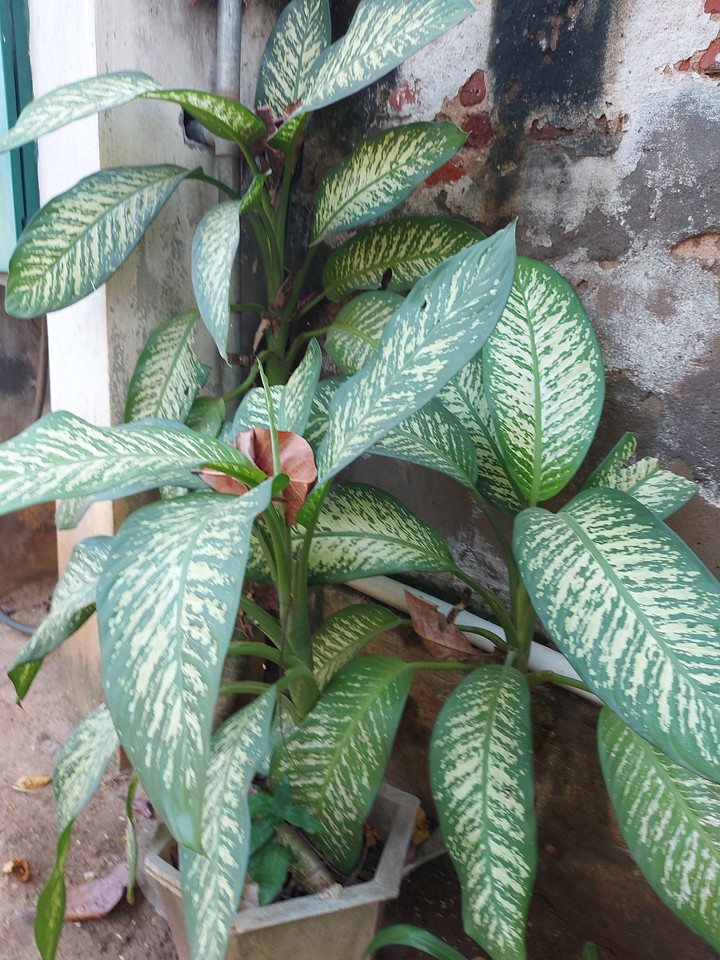 plants