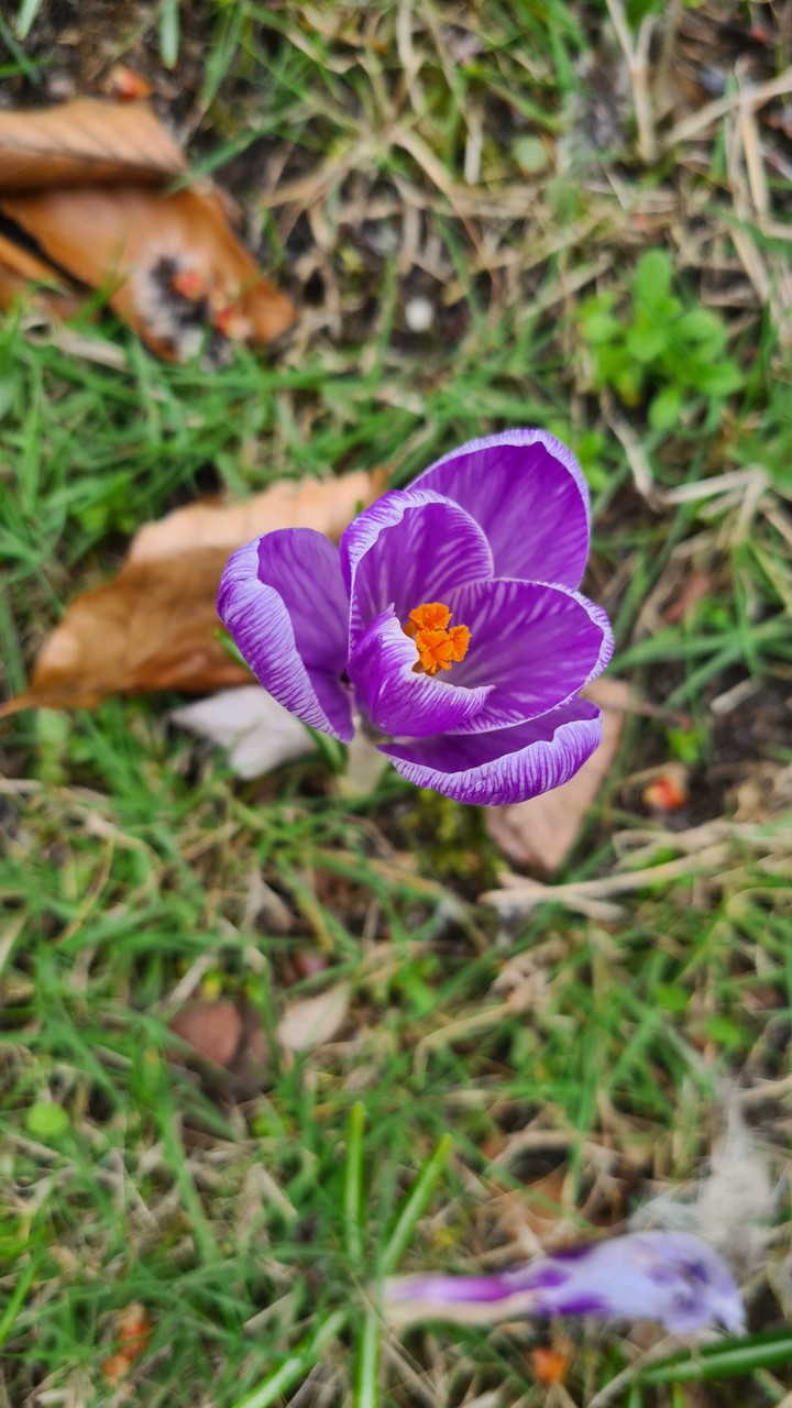 Frühling Krokus Lila