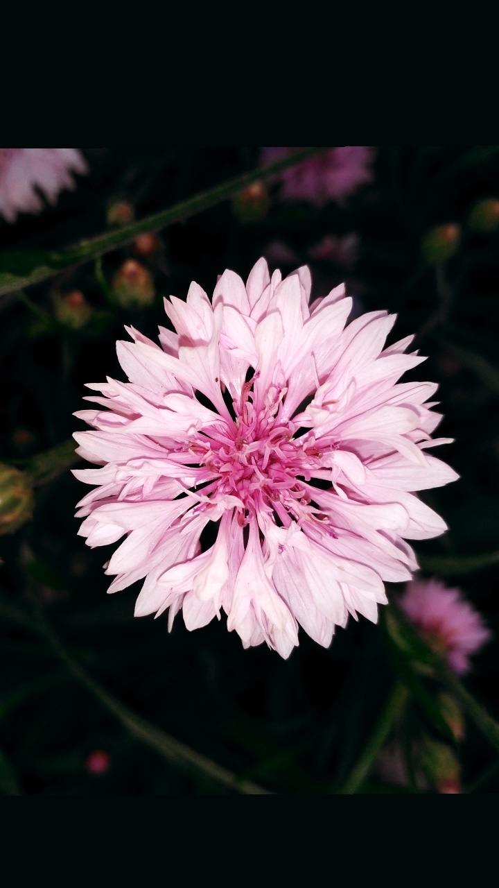 knapweed