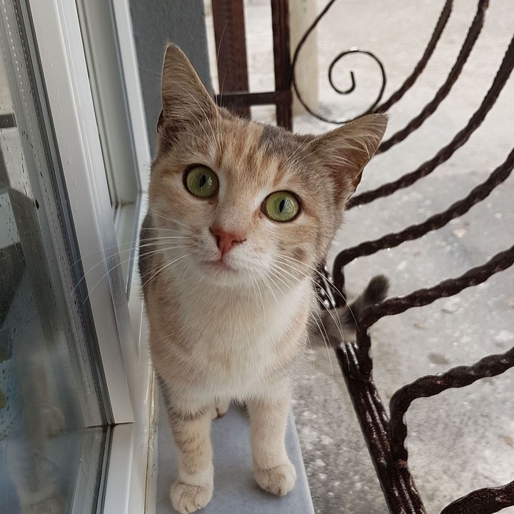aşkım