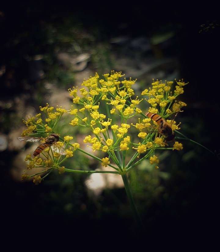 yellow bee