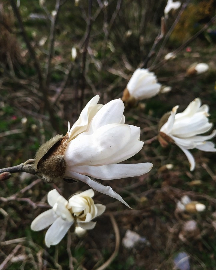 SPRING