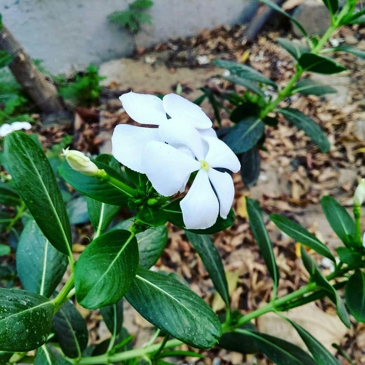 smalk white flower