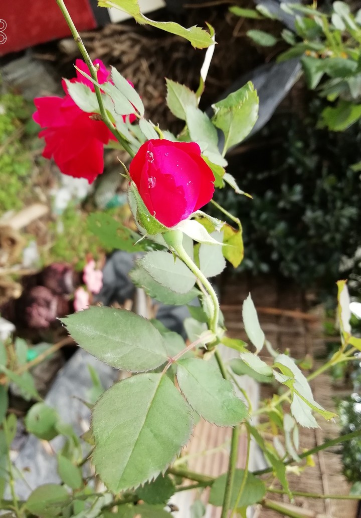 xingrose