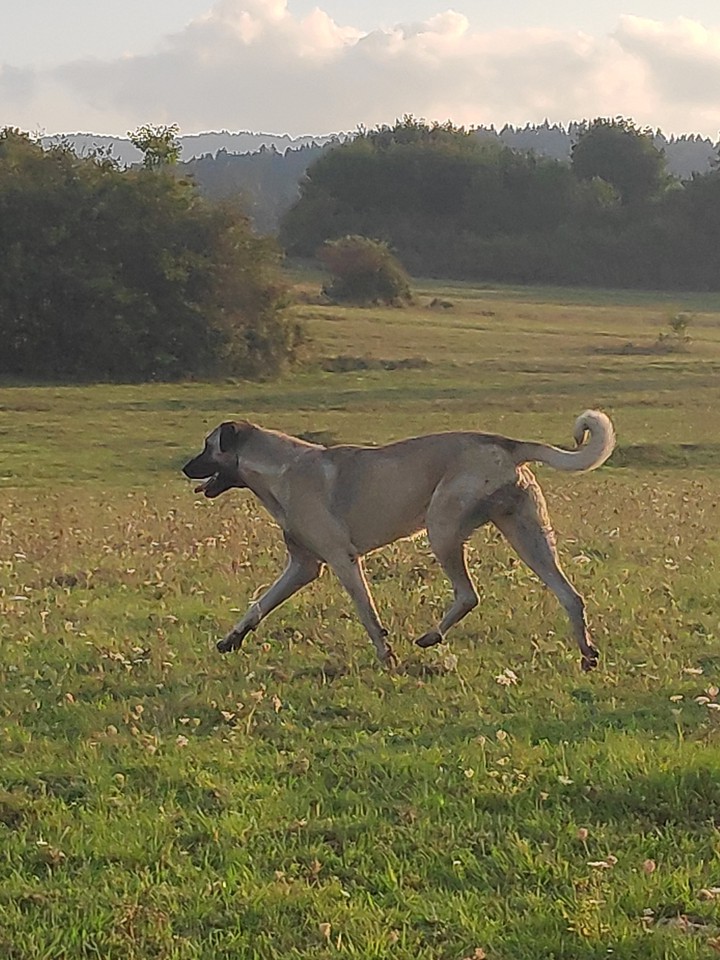 Kangal