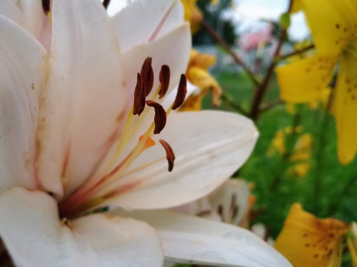 Lily