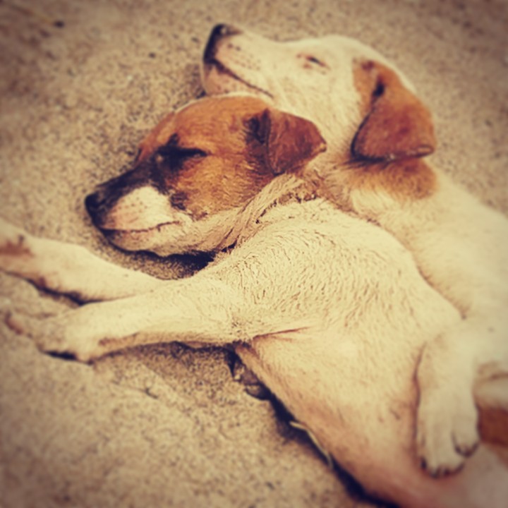 Love#animal#randomclick#mobilephotography ❤️❤️