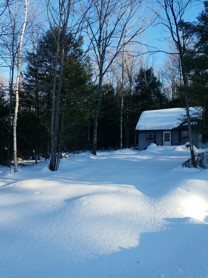 winter in the woods