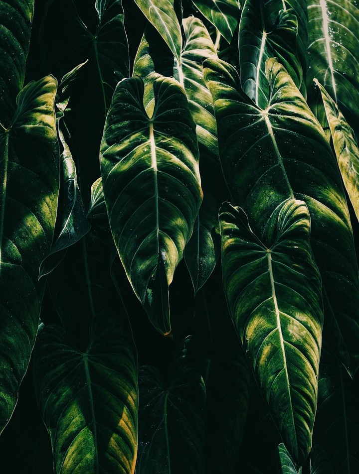 leaf