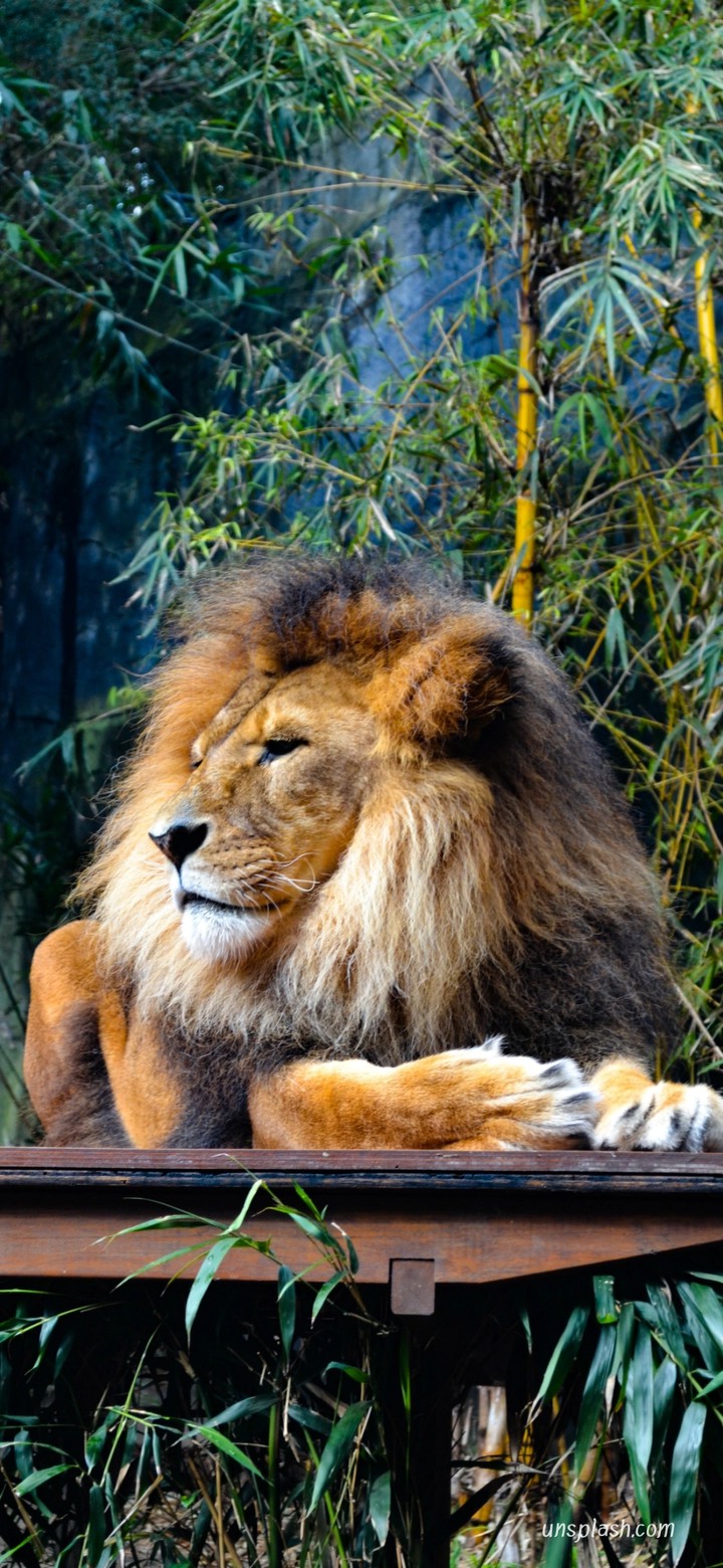 lion King