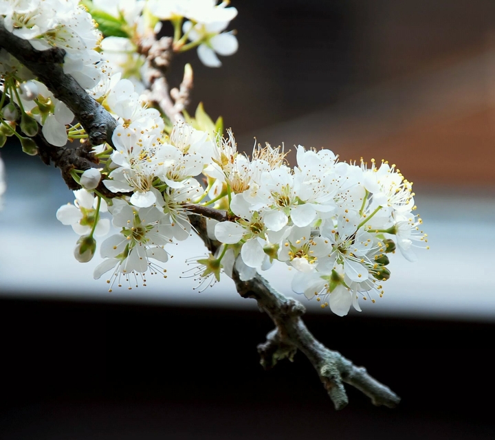 Oriental plum
