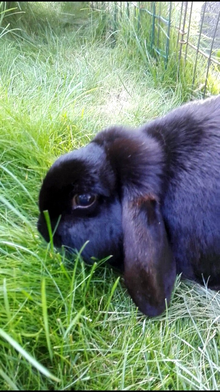 Bunny