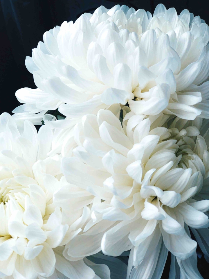 chrysanthemums