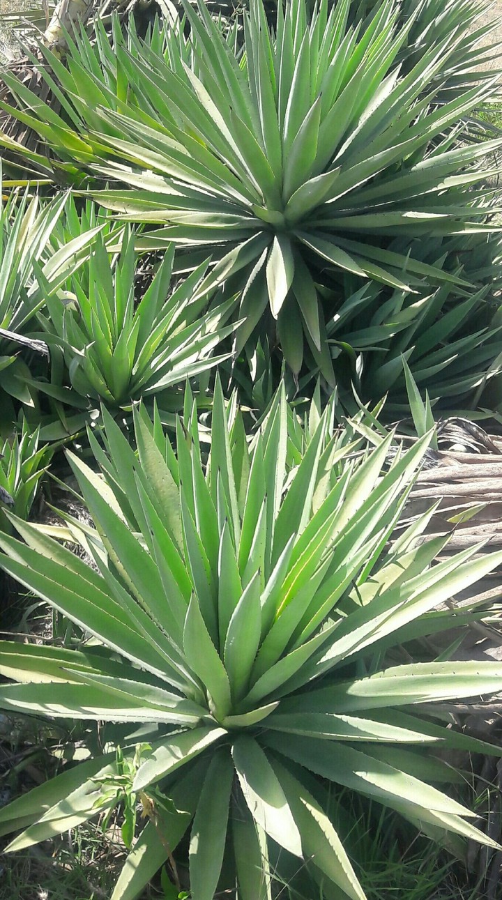 greenery
