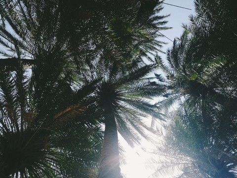 sunlight, Sommer achtergronden