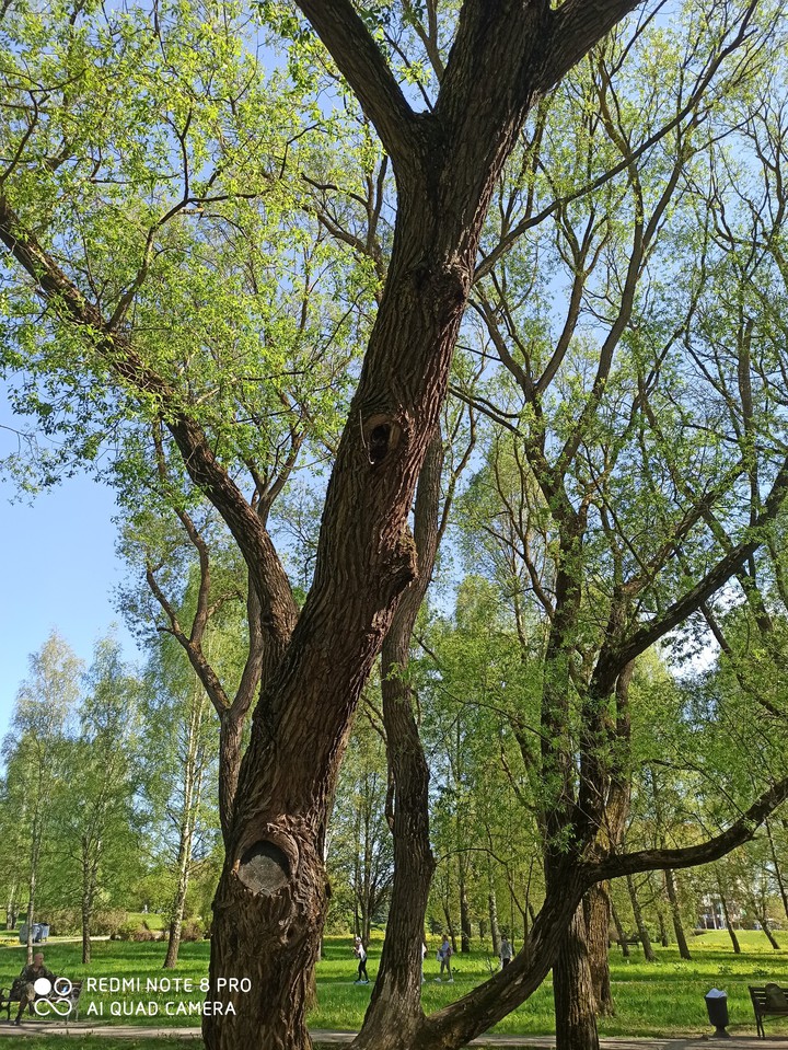 весна
