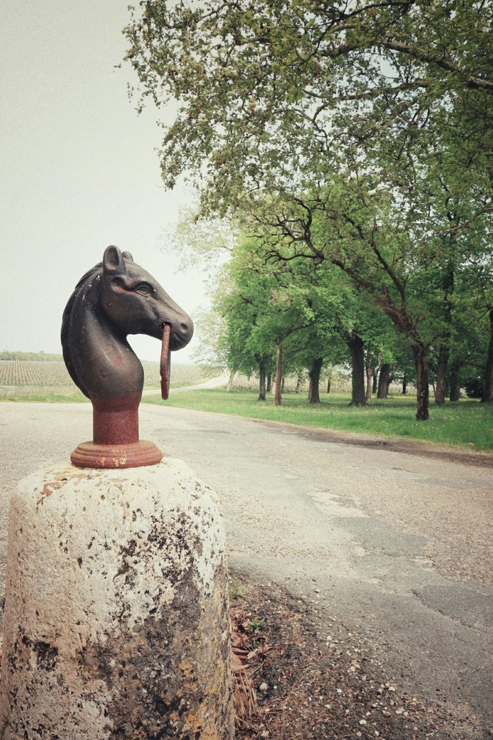 Horse head