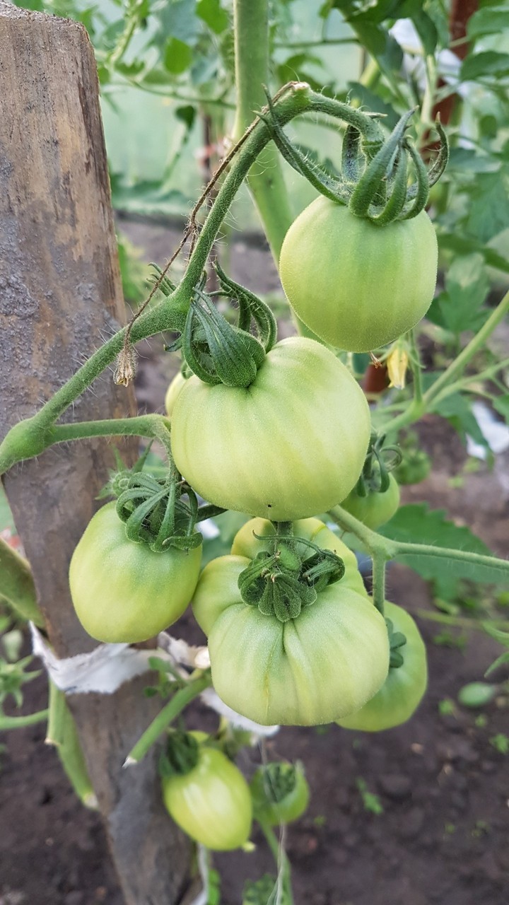 Organic tomatoes