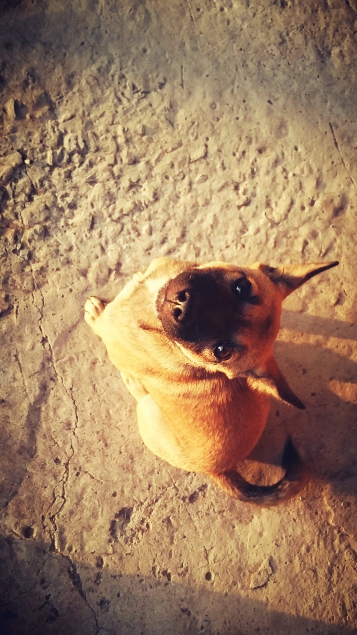 my dog