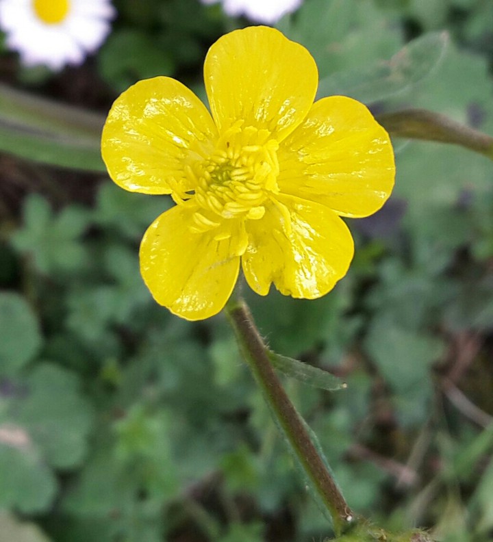 my click