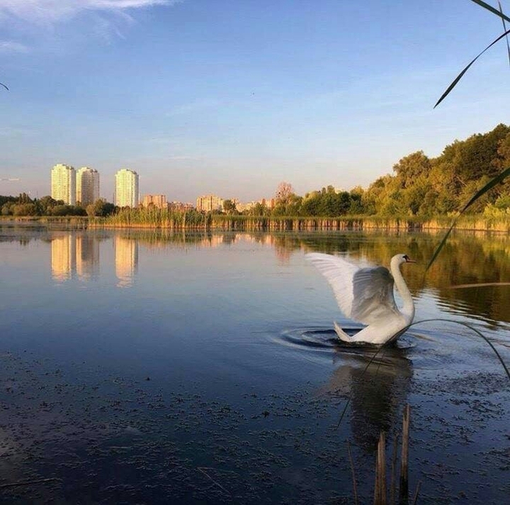Swan on the lake