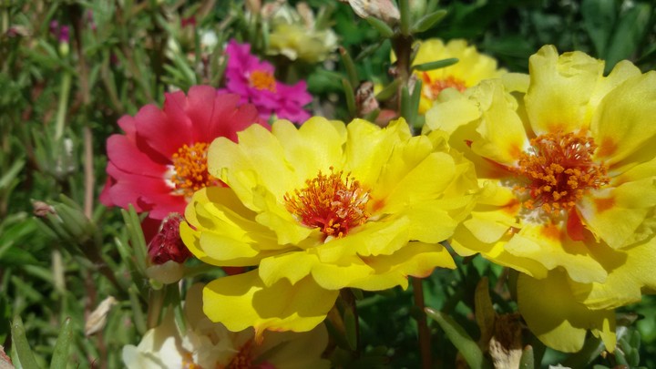 flower