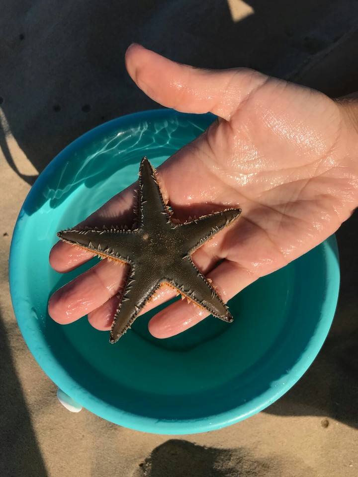 Starfish