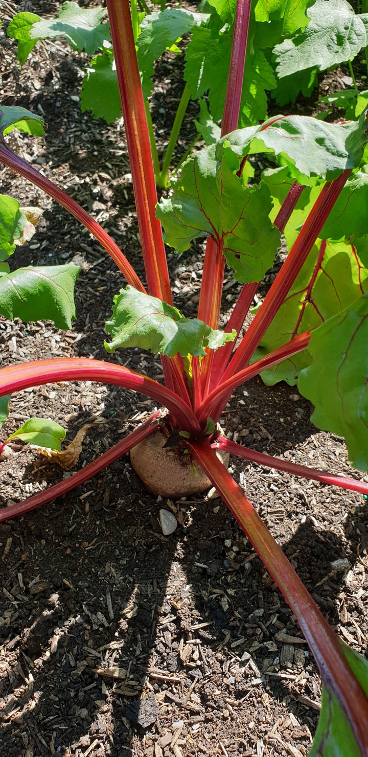 grow your own