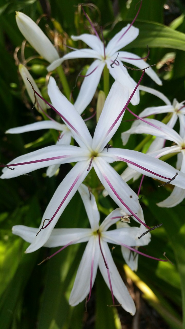 Beautiful White and Pink Flowers