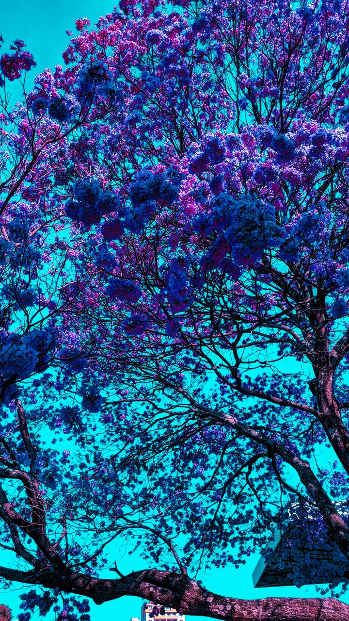 azul
