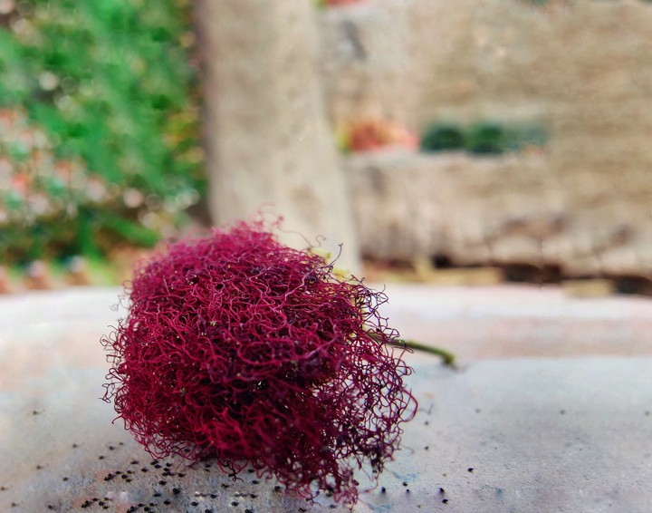 #red_moss