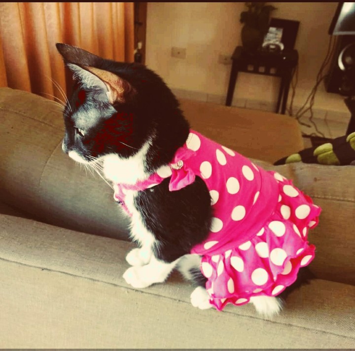 mi querida gatita Harumi