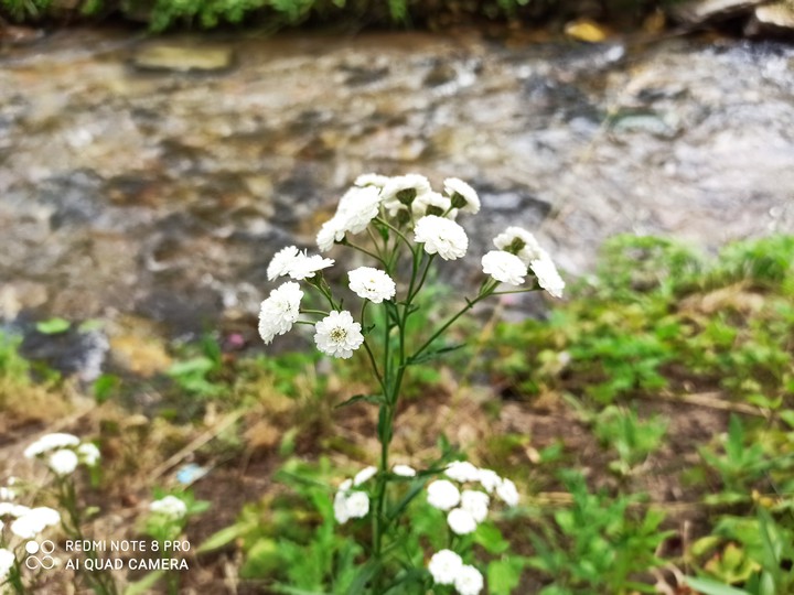 fiume